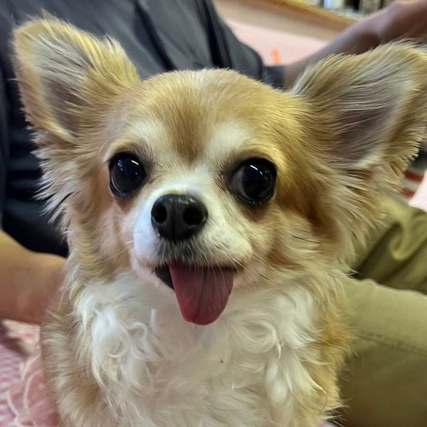 【運命の赤い糸見～つけた💓ロングコートチワワのハルパルちゃん💕】2023,9,7